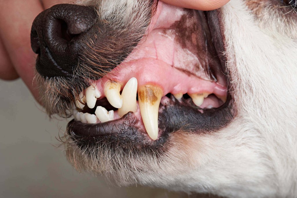 ניקוי שיניים לכלב