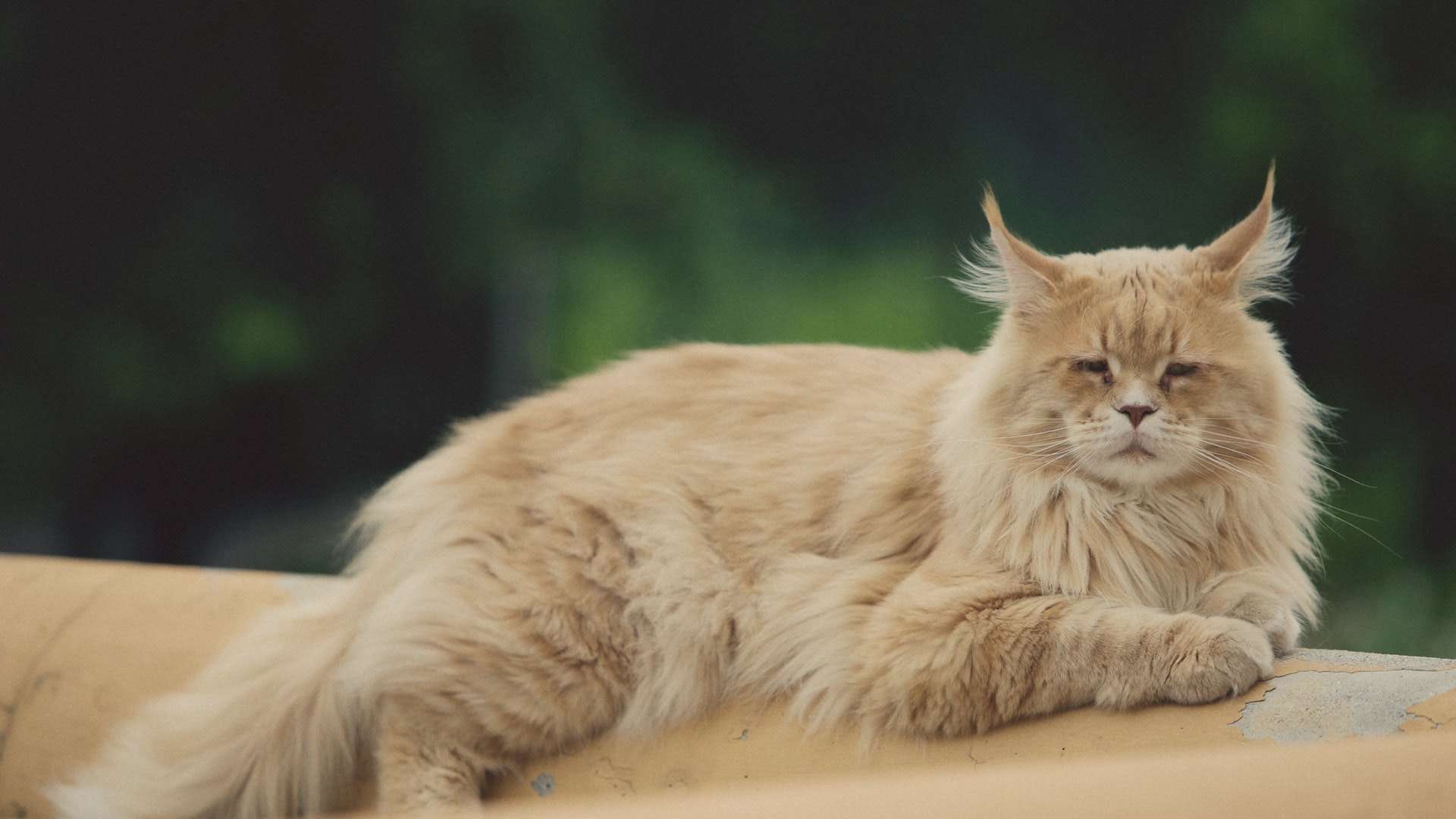 חתול מיין קון