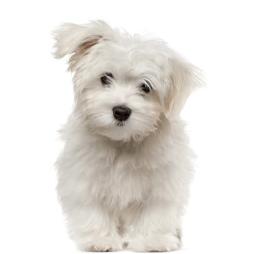 כלבים לבנים | white dog
