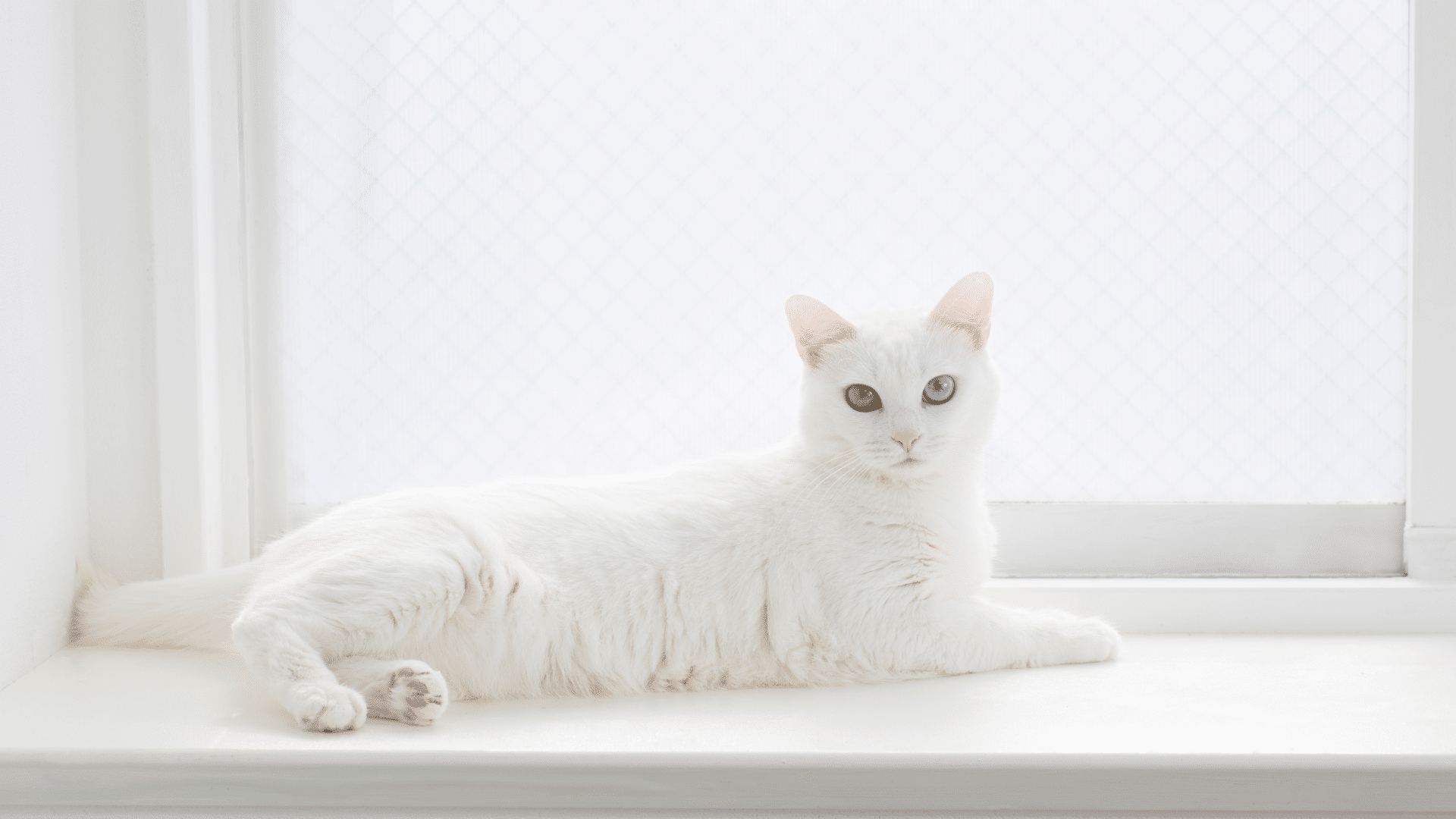 חתולים לבנים