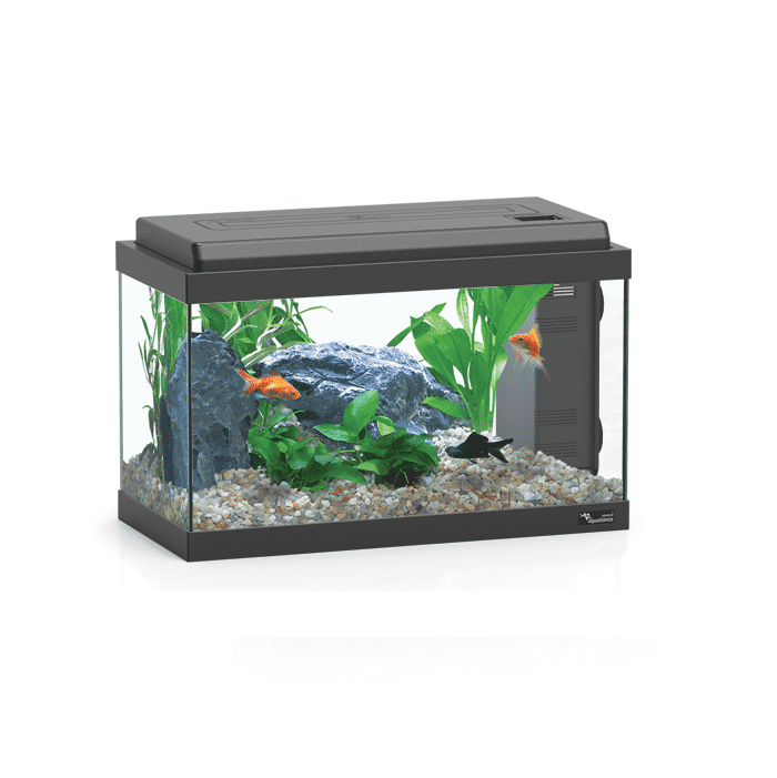 אקווריום אקוואטלנטיס