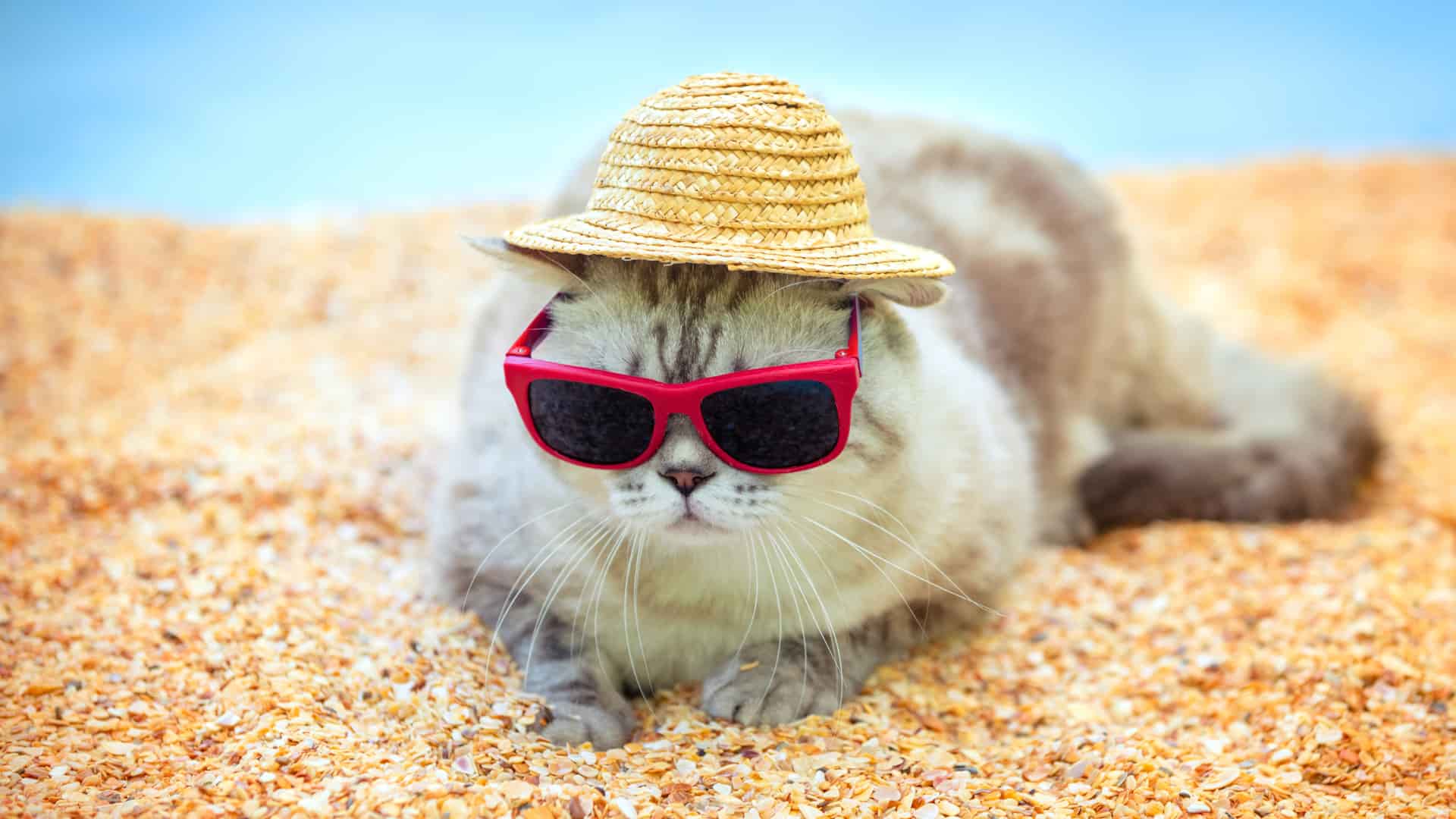 חתול בקיץ