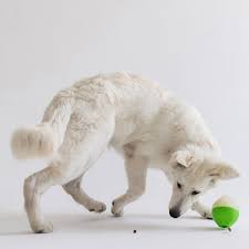 בנבון -צעצוע -האכלה- לכלבים