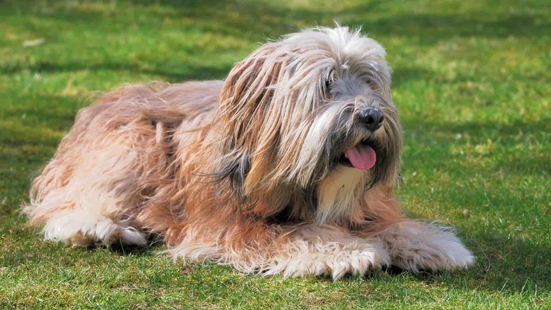 כלב טרייר טיבטי