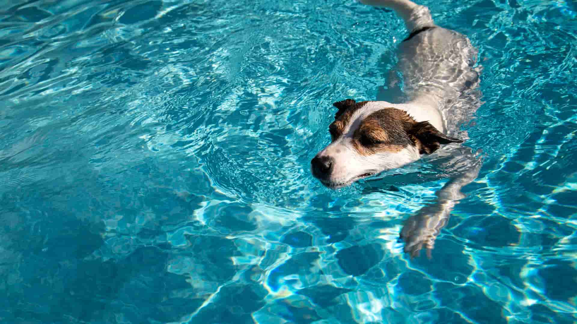 שחייה לכלבים