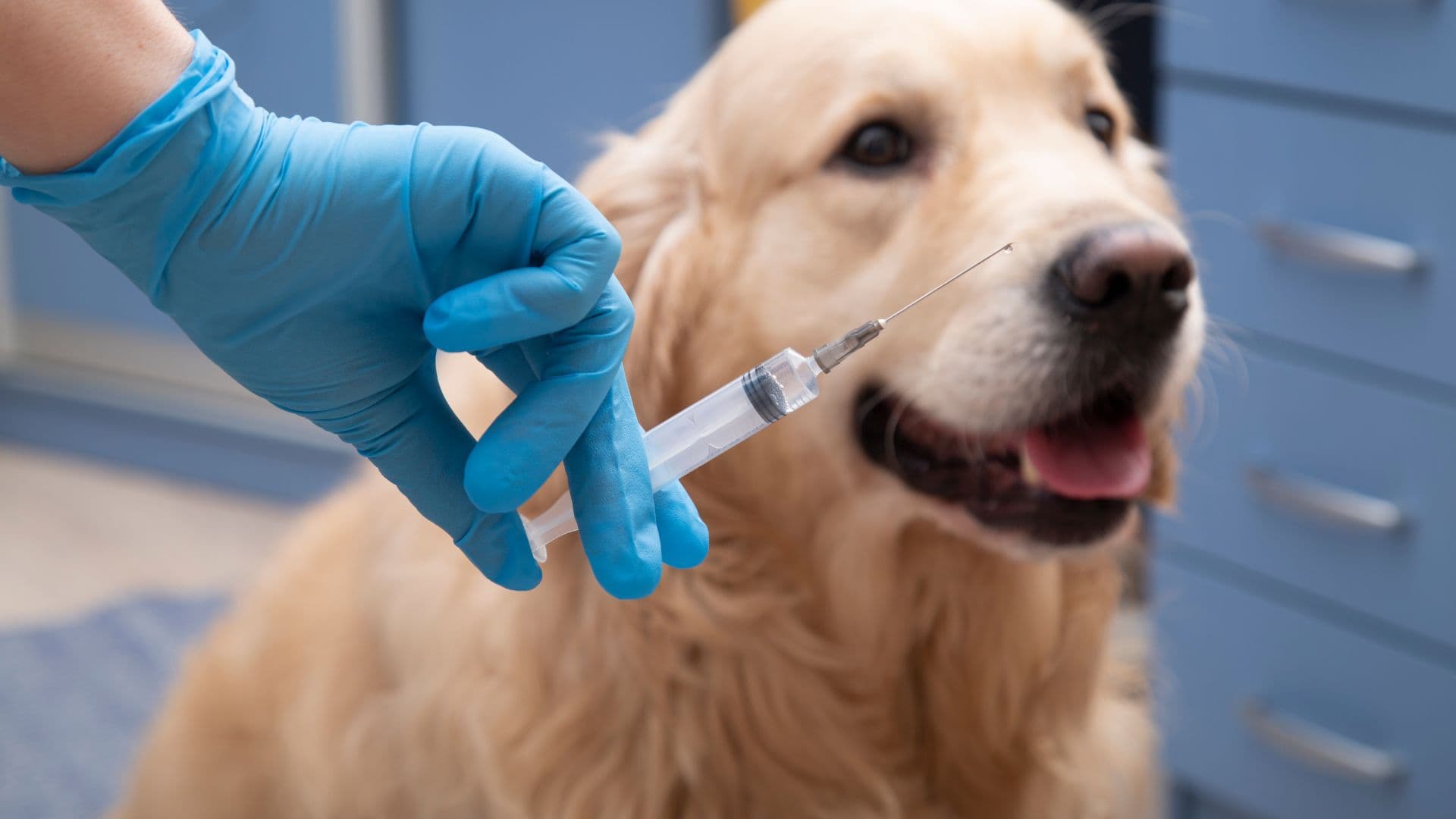 חיסונים לכלבים