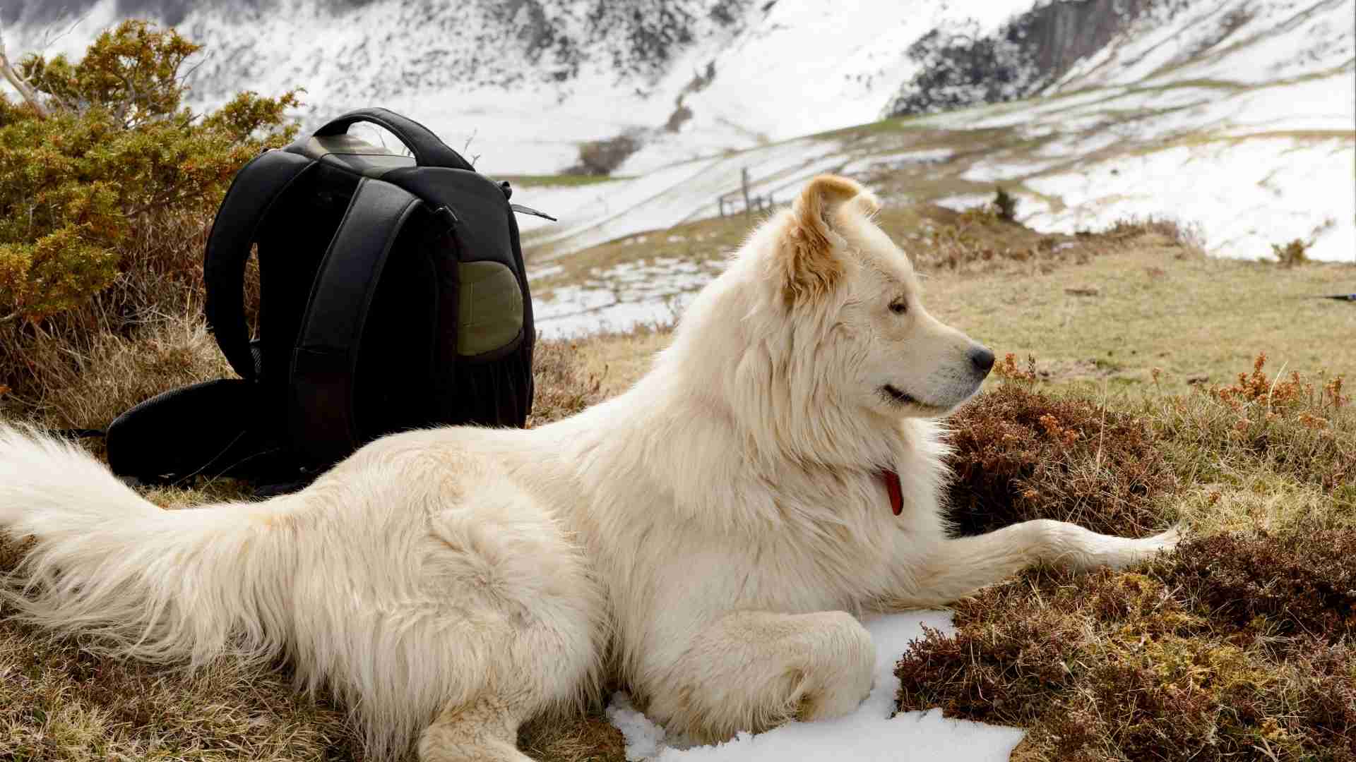 כלב הרים פירנאי