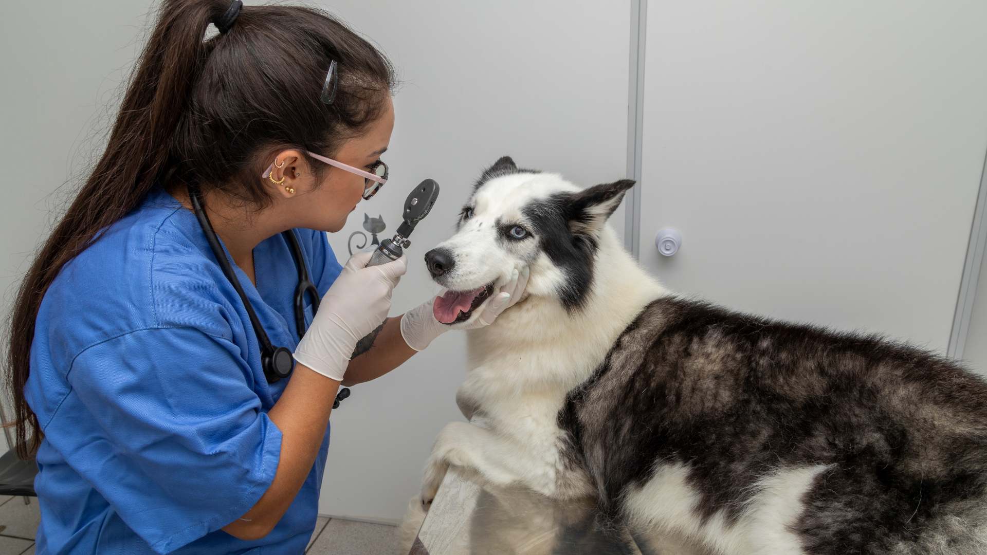 בדיקת עיניים לכלבים