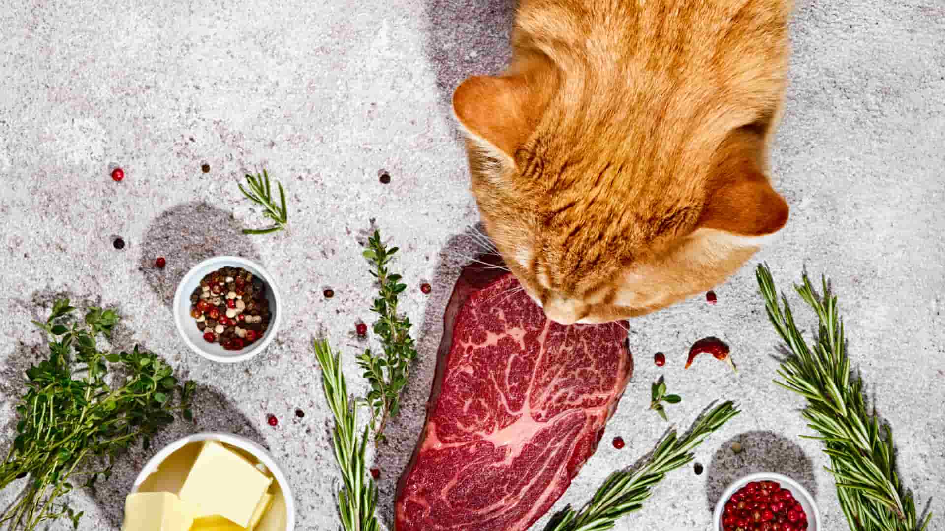 מזון טבעי לחתולים