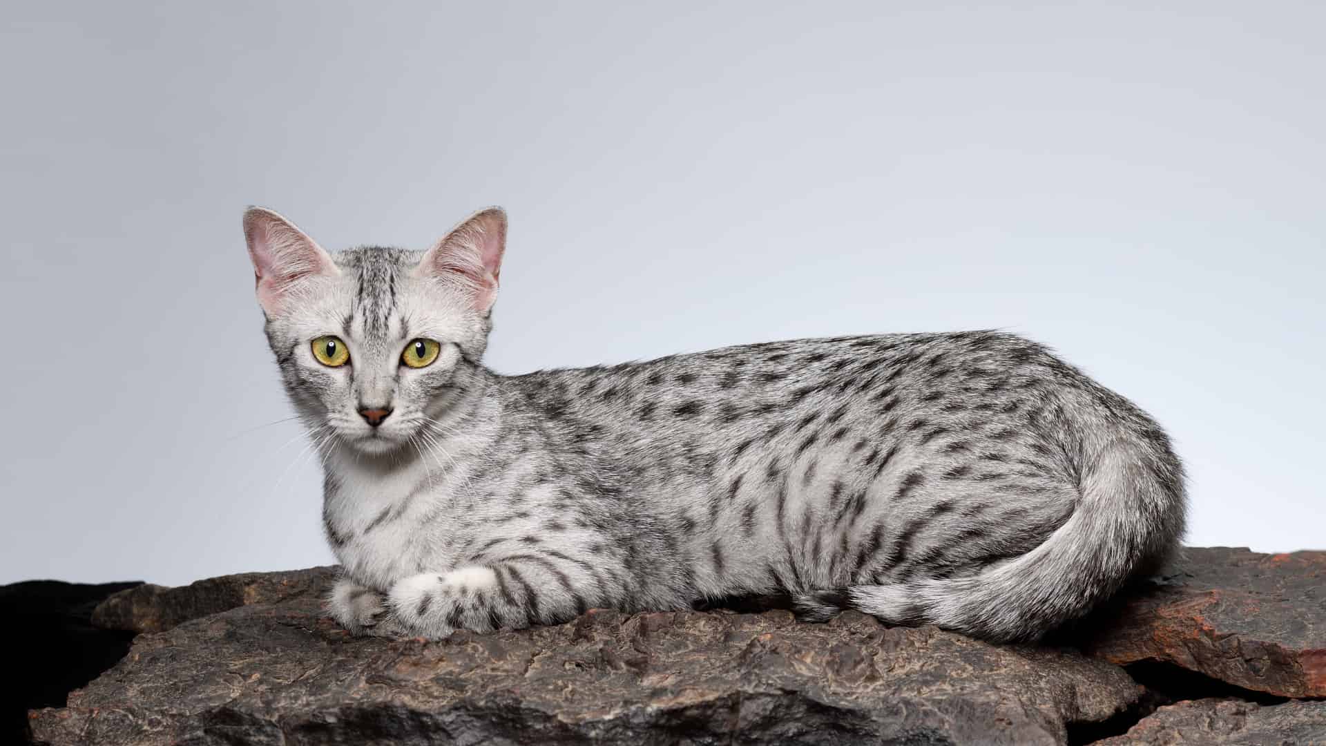 חתול מאו מצרי