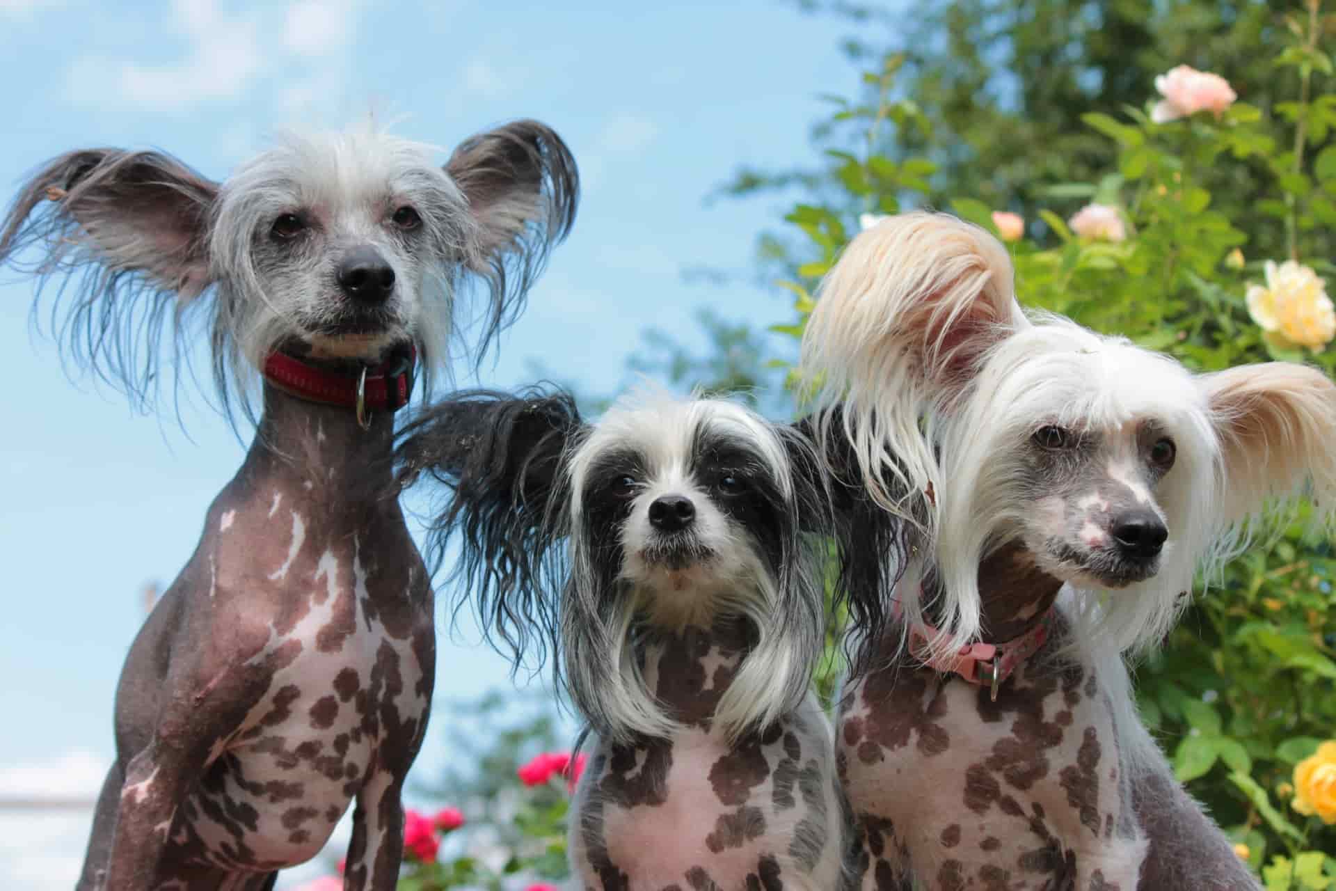כלבים מגזע סיני מצוייץ