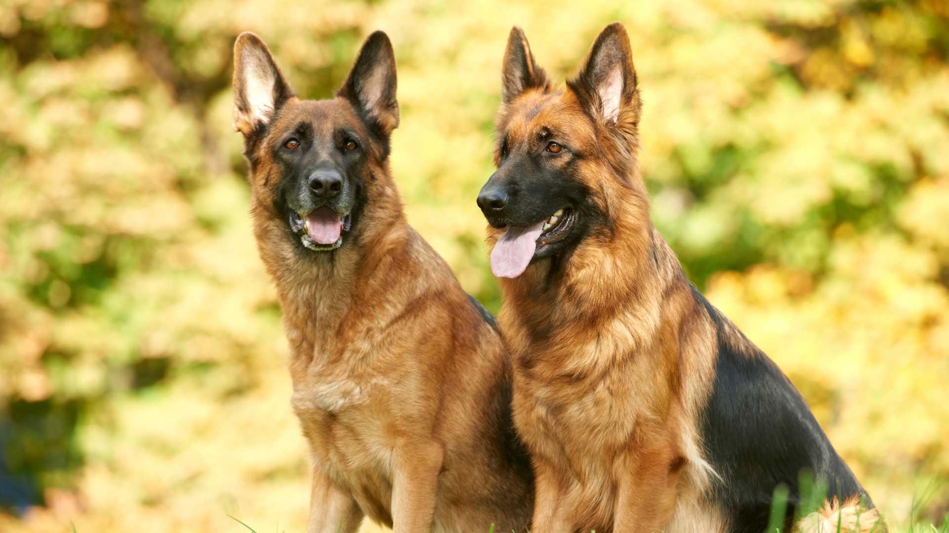 כלבי שמירה - רועה גרמני