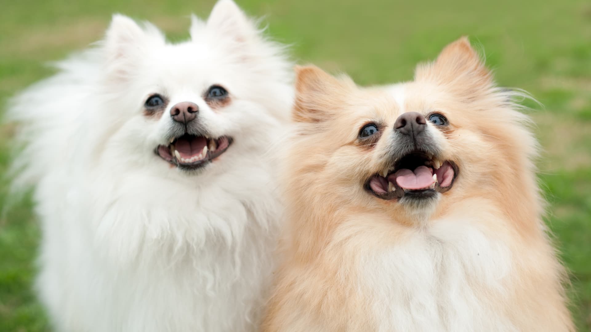 כלבים קטנים