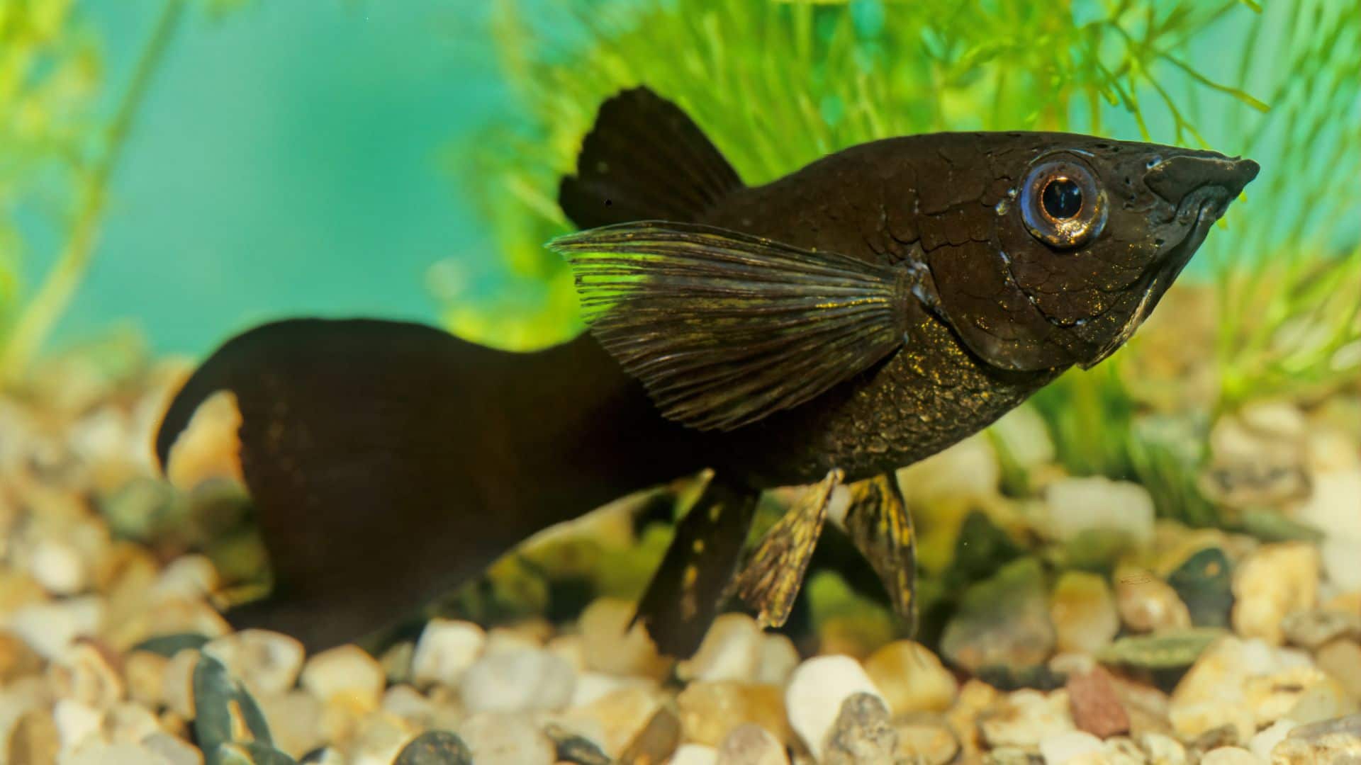 Sailfin Mollies