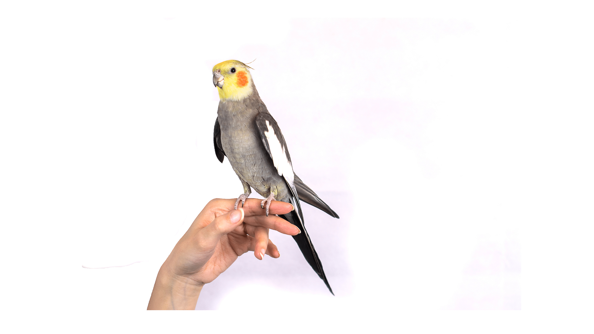 ציפור קוקטייל