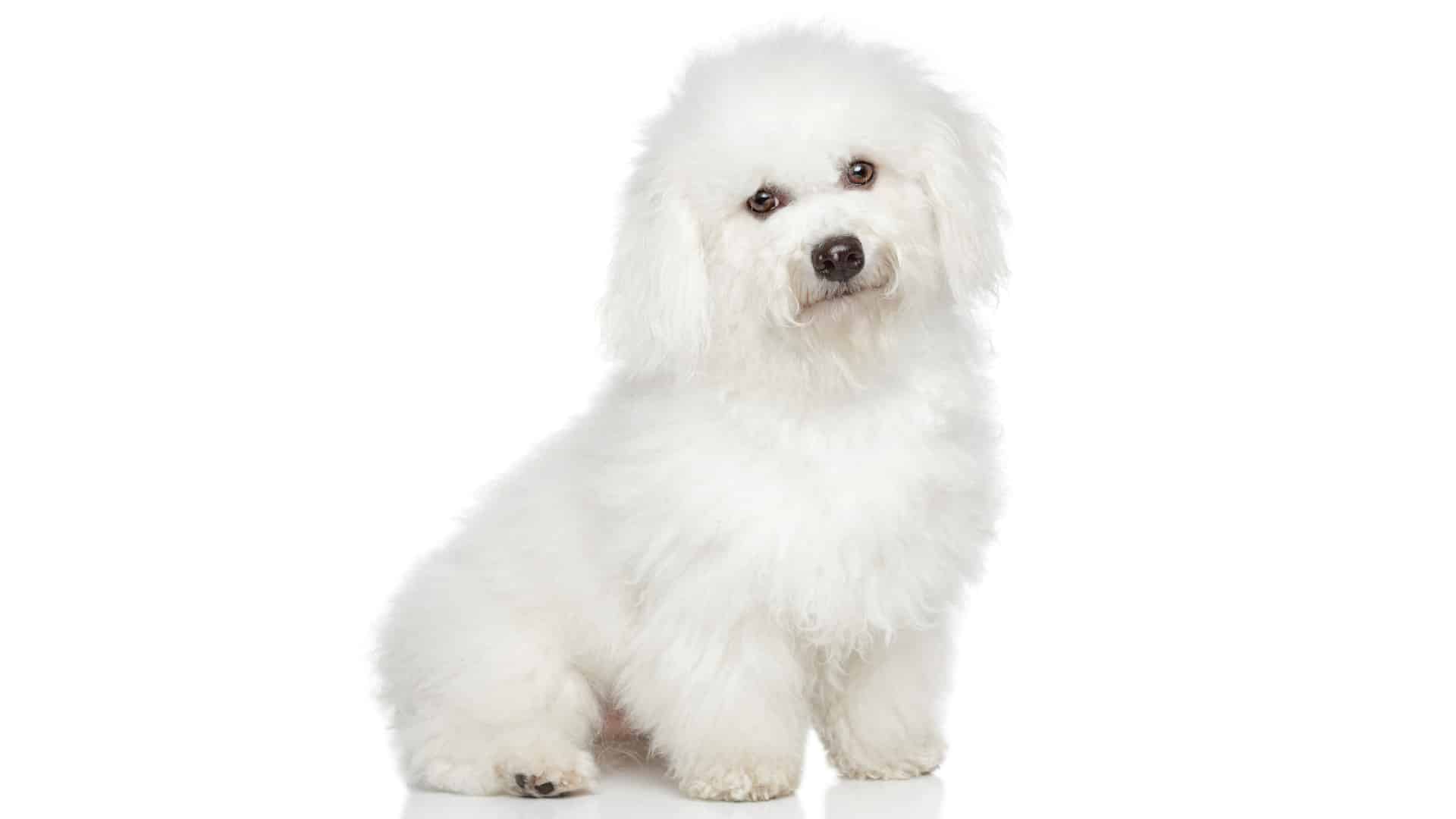 כלב בישון פריזה