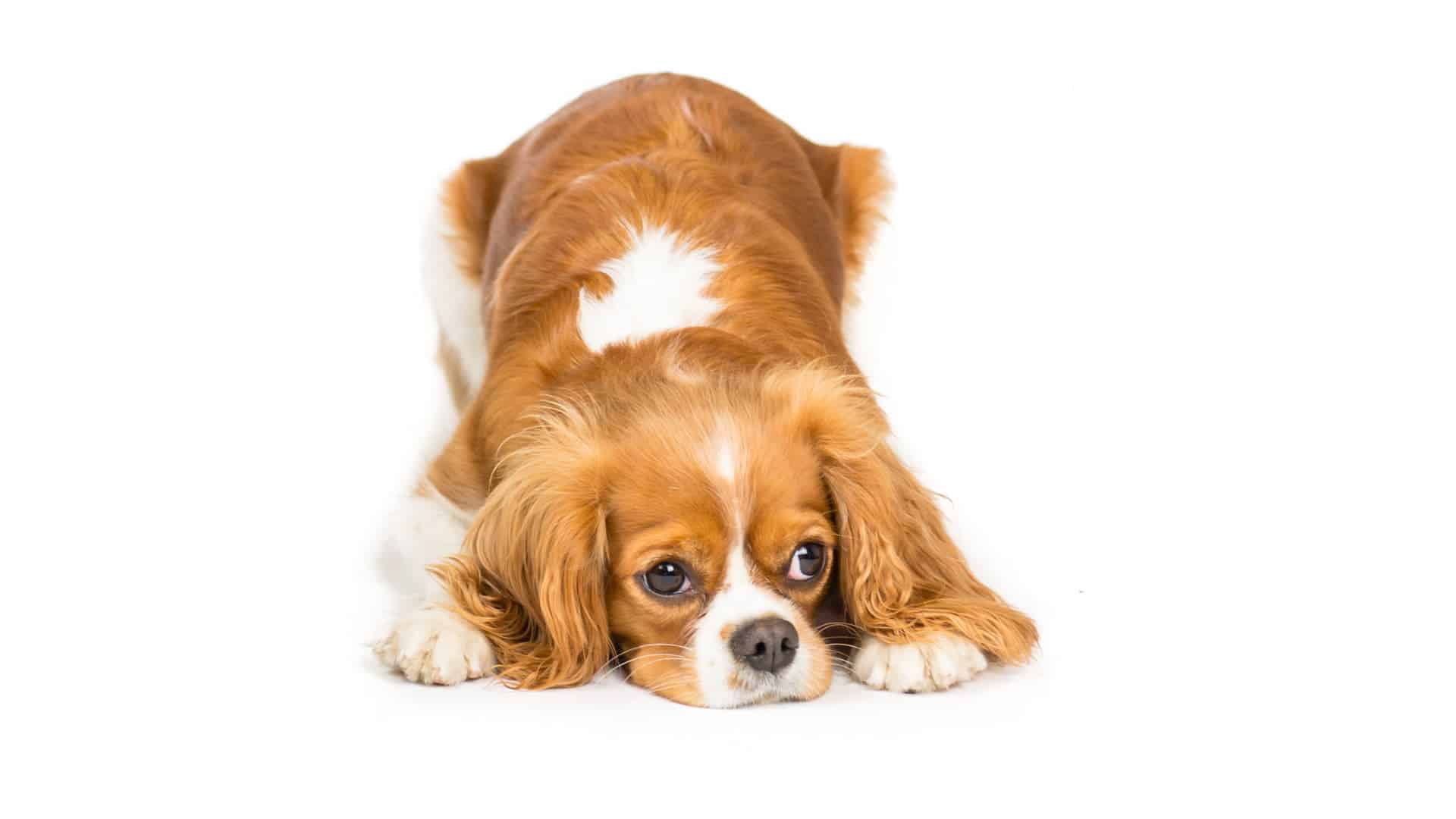 כלב קבלייר קינג צ'ארלס ספנייל