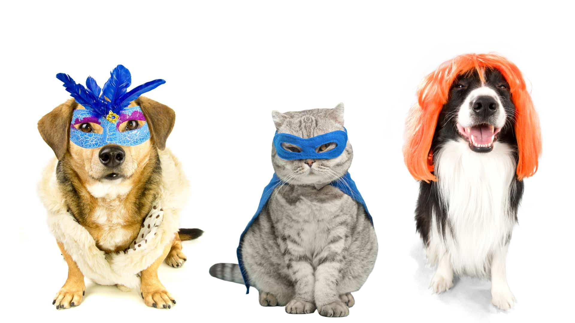 תחפושות לכלבים וחתולים