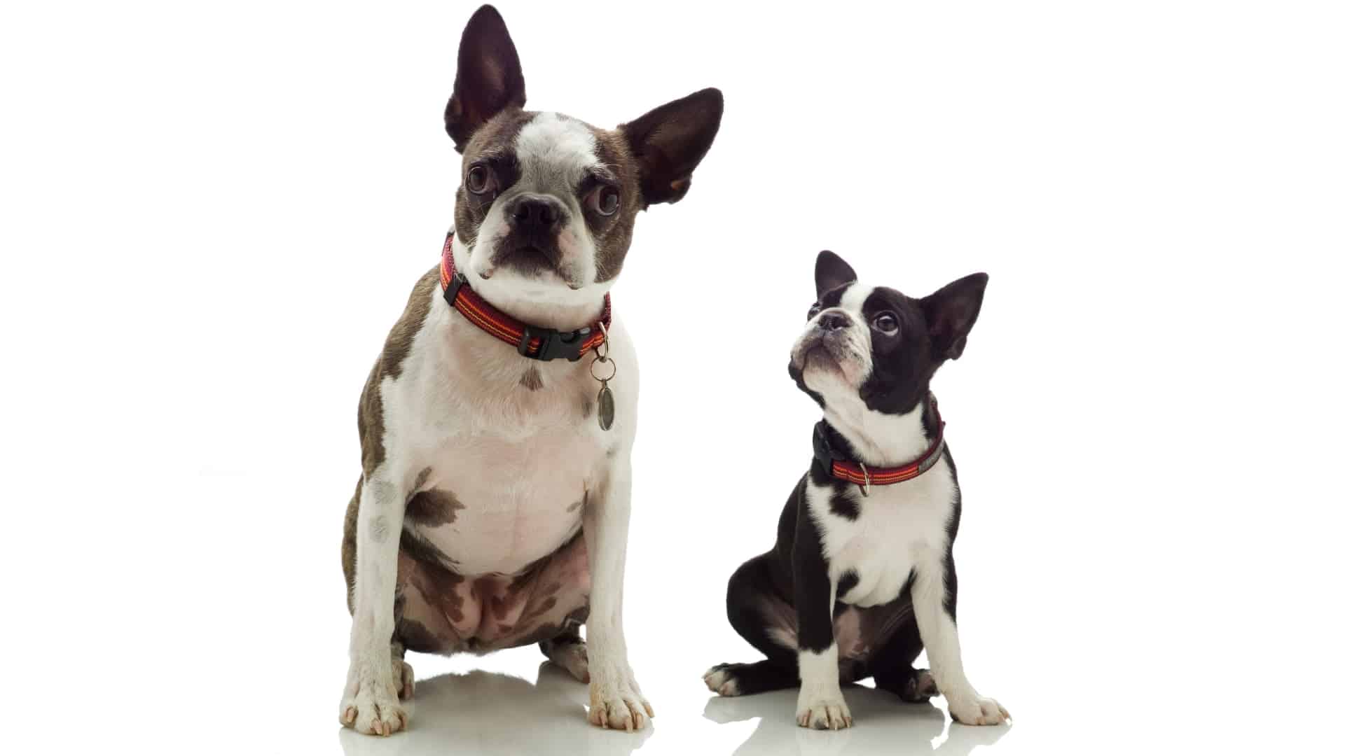 כלב בוסטון טרייר