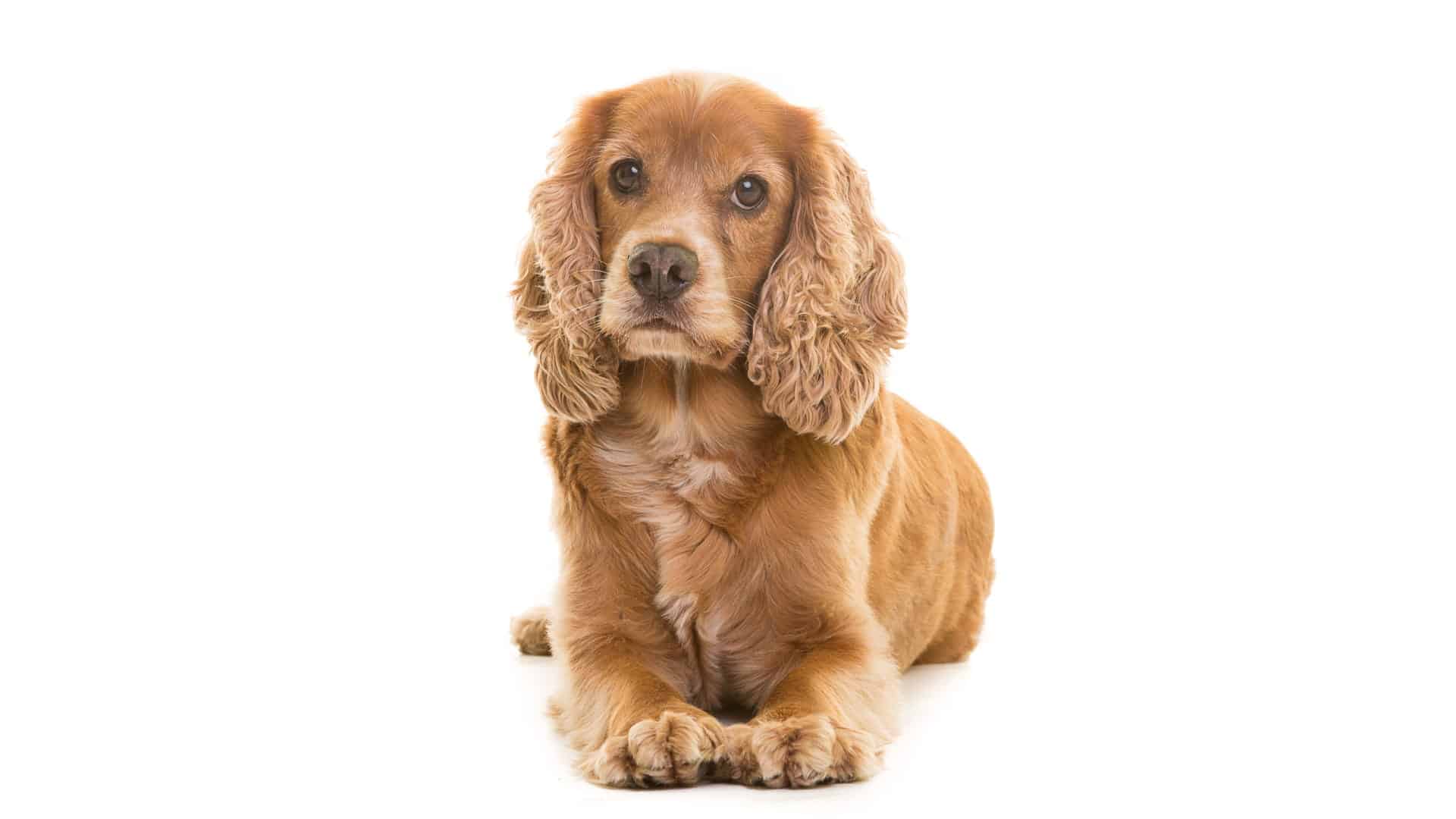 כלב קוקר ספנייל