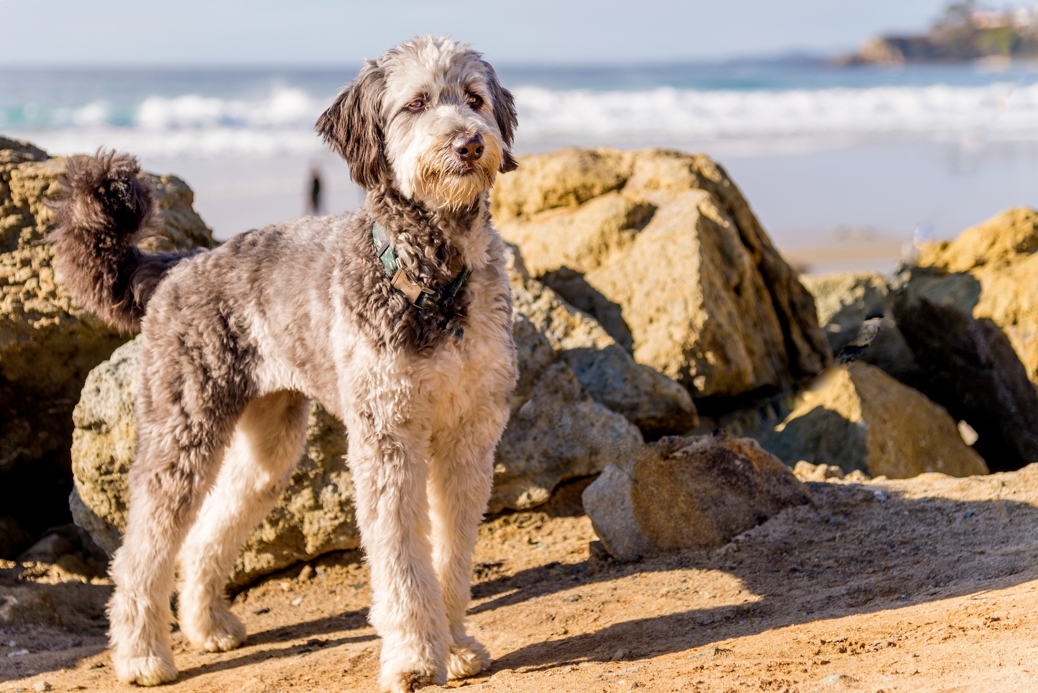 כלב aussiedoodle סטנדרטי עומד על חוף הים
