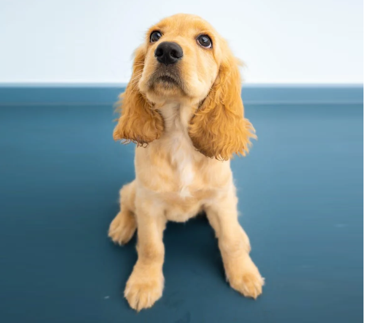 חבילת גורים במבצע לכלב בינוני