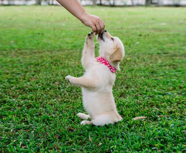 חבילת גורים מבצע לגזע גדול