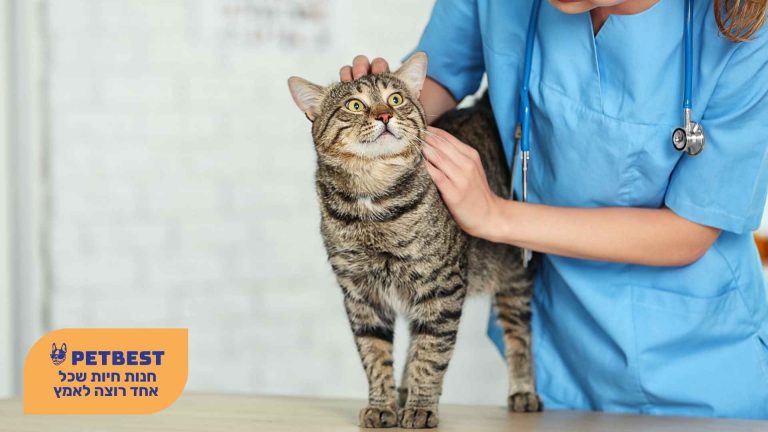 חתול אצל וטרינר