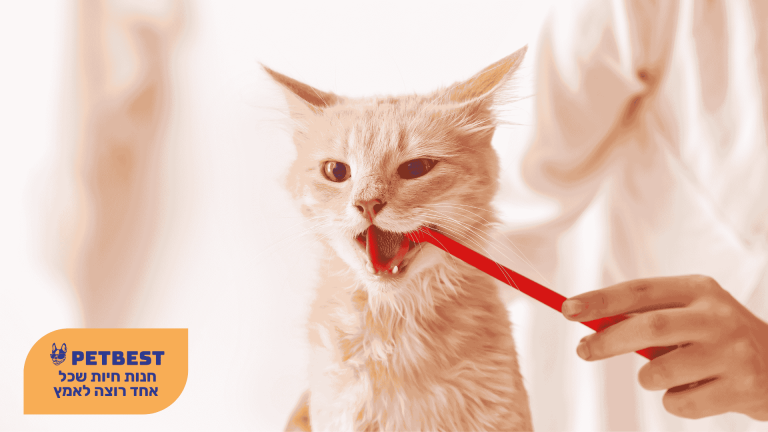 בעיות דנטליות לחתולים