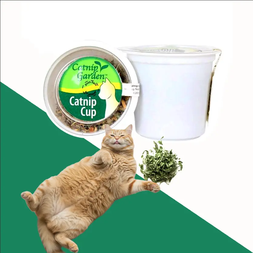 קטניפ -לחתול בגביע צמח הקטניפ האהוב על חתולים