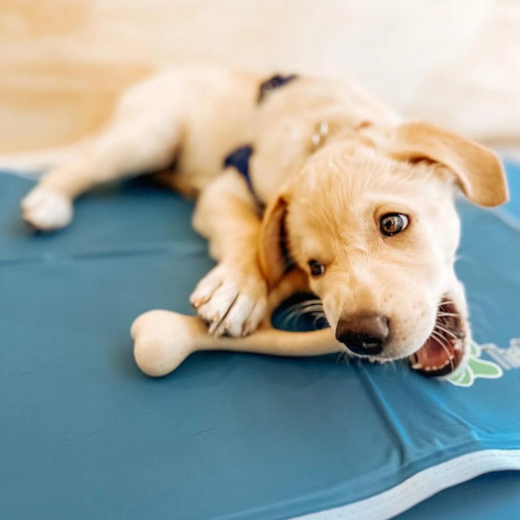 בטרבון עצם -לעיסה סופט -קלאסיק -סמול לכלבים